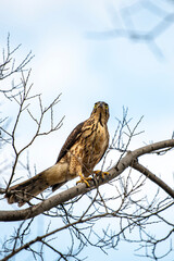 Agile birds of prey perched on branches