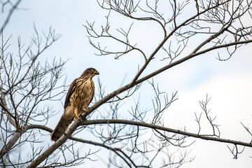 Agile birds of prey perched on branches
