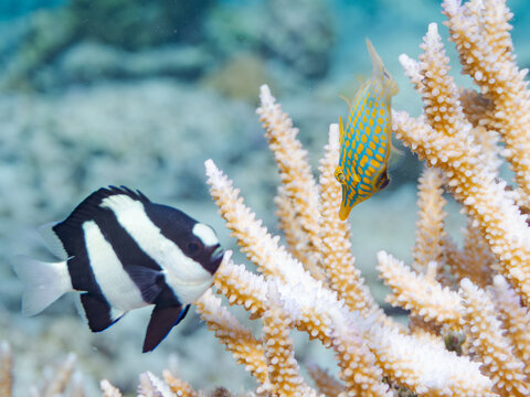 テングカワハギ, カワハギ科,
Harlequin filefish, Orange spotted filefish, Oxymonacanthus longirostris, 
美しいサンゴ礁と熱帯魚の群れ。
安慶名敷島沖縄県
島尻郡慶良間諸島座間味島-2025
沖縄本島から40km西方の諸島。30以上の島嶼群全体が国立公園に指定。珊瑚礁の青い海と白い砂浜は世界屈指の美。貴重な動植物が多数生息
