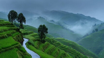 Lush green terraced rice fields and hills under misty, cloudy sky create idyllic scene
