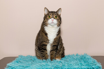 Adult gray cat is sitting on a table, on a blue blanket