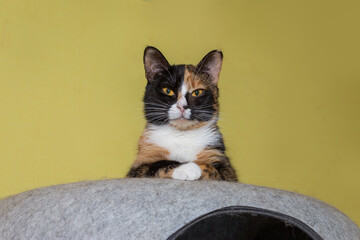 Portrait of a beautiful tricolor cat in an animal shelter