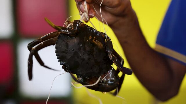 fresh mud crab tied with string held by fisherman hand