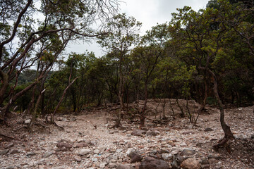 kawah putih white crater forest