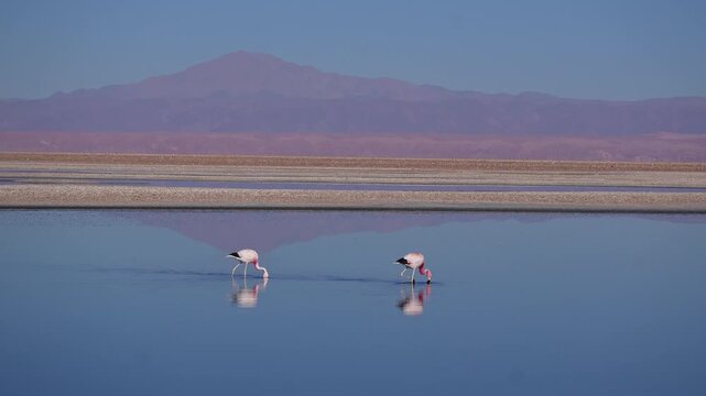 San Pedro de Atacama, Chile: Footage of couple of Chilean Flamingos walking and eating reflected in Chaxa Lake of Salar de Atacama, Chile with desert and volcano in the background