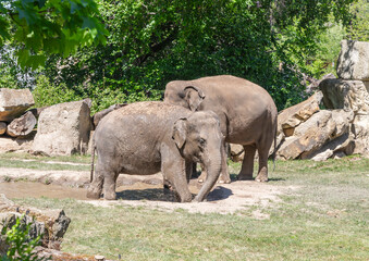 Naklejka premium Asian elephants stand near the small pond in their enclosure of the Prague Zoo in Czech Republic