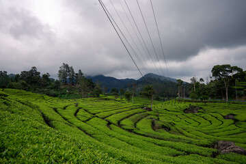 tea plantation indonesia