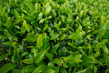 close up tea plant