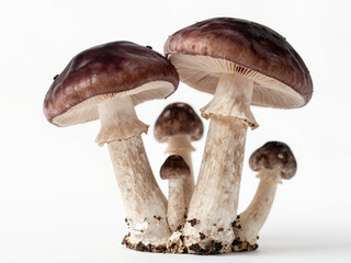 Mushrooms display growth in studio