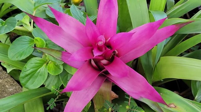 Pink bromeliad flower blooming in lush tropical garden. Vibrant pink bromeliad plant with fresh green foliage. Exotic pink bromeliad flower growing in ornamental garden