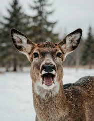 Deer open mouth in winter forest