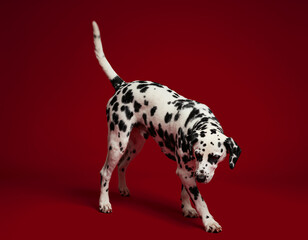 Dalmatian poses playfully in studio