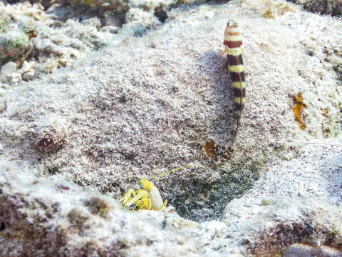 共生している。
クビアカハゼ, ハゼ科,
Gorgeous prawn goby, Amblyeleotris wheeleri, 
コシジロテッポウエビ, テッポウエビ科,
Snapping shrimp, Alpheus sp.,
美しいサンゴ礁と熱帯魚の群れ。
安慶名敷島沖縄県
島尻郡慶良間諸島座間味島-2025
沖縄本島から40km西方の諸島。30以上の島嶼群全体が国立公園に指定。珊瑚礁の