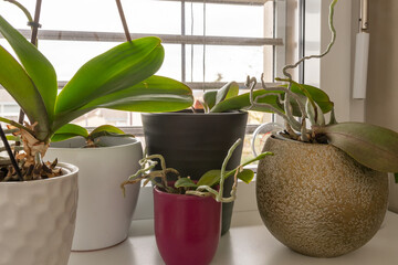 Orchideen in verschiedenen T&ouml;pfen