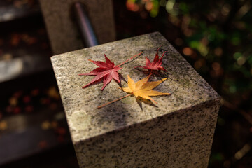 石の上に並んだ赤と黄色のもみじの落ち葉

