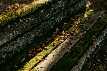 苔むした古い木製ベンチと落ち葉が散る秋の公園

