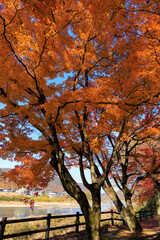 10月の公園で見られる美しい秋の風景は、青い空の下で黄色やオレンジ、赤に色づいたカバノキやオークの木の葉が自然の風に吹かれて森の地面に落ちる、金色の魅力に溢れたアウトドアの季節を象徴しています。
