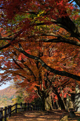 Beautiful autumn forest with colorful red and yellow leaves falling
