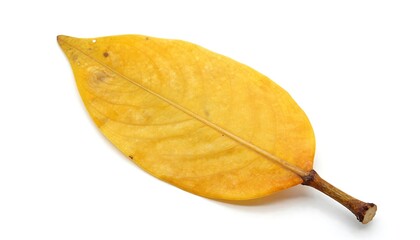 Fototapeta premium Single yellow autumn leaf isolated on a white background
