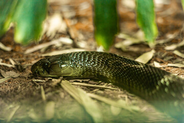 A close-up of a green snake resting on the ground among leaves and twigs. The snake has a smooth, shiny texture and blends well with its natural surroundings.