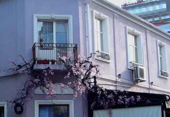 A climber with pink flowers on a balcony.
