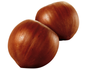 castanha portuguesa isolado em fundo transparente