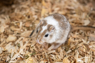 Mongolische Rennmaus als Haustier