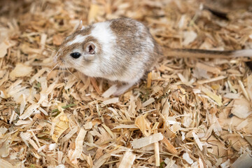 Mongolische Rennmaus als Haustier