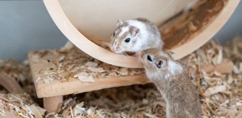 Mongolische Rennmaus im Laufrad