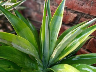 Obraz premium Angled Visual Representation Highlighting the Growth Pattern of an Aloe-Like Succulent Plant