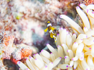 クマノミ, クマノミ亜科,
Yellowtail clownfish, Clark's Anemonefish, Amphiprion clarkii,...