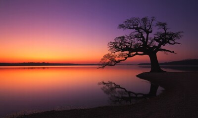 Naklejka premium Silhouetted tree reflects on calm lake at sunrise