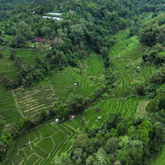 Aerial View Bali Rice Terraces Landscape Showcasing Lush Green Paddies Carved Into Hillside, Winding