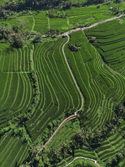 Aerial View Bali Rice Terraces Landscape Showcasing Lush Green Paddies Carved Into Hillside, Winding