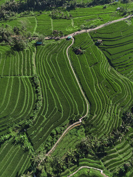 Aerial View Bali Rice Terraces Landscape Showcasing Lush Green Paddies Carved Into Hillside, Winding