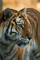 Portrait of a captive orange and black striped Siberian tiger at the Bronx Zoo