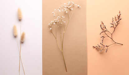 Different dry grasses on beuge background. Minimalistic aesthetic still life