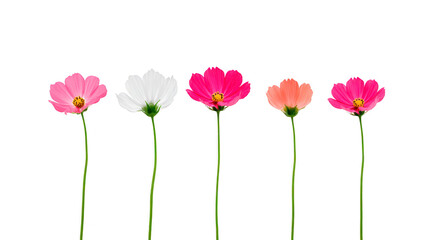 Five colorful cosmos flowers with long green stems isolated on transparent background, showing pink, white, magenta, orange, and red petals, creating cheerful and vibrant floral arrangement