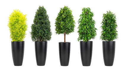 Fototapeta premium Five decorative potted plants with lush green foliage in modern black planters, isolated on transparency background, create fresh and vibrant indoor or outdoor atmosphere