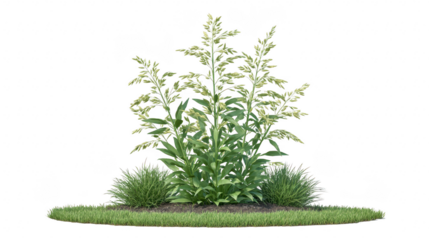 Tall green grass plant with long slender leaves and delicate flowering stems, surrounded by small ornamental grass tufts on circular patch of lush green lawn, isolated on transparency background