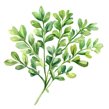 minimal yet artistic elements for creative designs. hand-drawn paint, Simple Illustration, A beautiful painting of rue herb set, EPS format, isolated on a white background, watercolor style