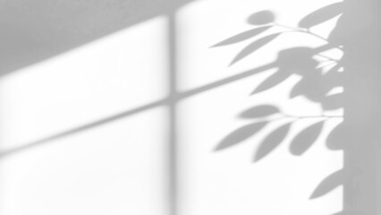 shadow overlay effect of natural tree leaves shadow and window shadow over on white wall,abstract summer sunlight shadow on transparent background,branch shadow,flora shadow,leaf shadow