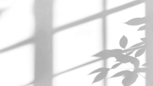 shadow overlay effect of natural tree leaves shadow and window shadow over on white wall,abstract summer sunlight shadow on transparent background,branch shadow,flora shadow,leaf shadow