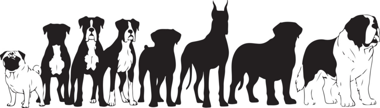 Silhouettes of various dog breeds in order of size