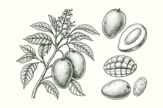 Vintage hand drawn mango botanical illustration in black and green engraving style, tropical fruit branch and seed vector artwork for packaging, education, and organic food design