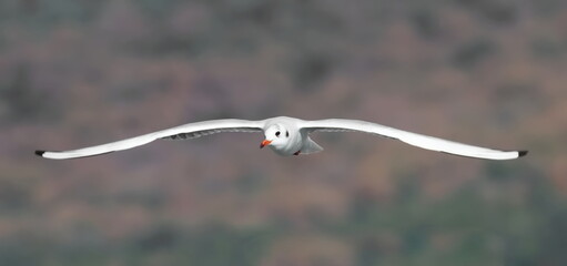 Common Black-headed Gull in flight, Larus ridibundus, birds of Montenegro