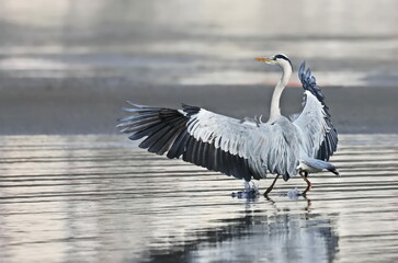 Obraz premium Gray Heron on beach, Ardea cinerea, birds of Montenegro