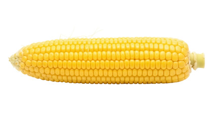 Fresh yellow corn cob isolated PNG on transparent background, sweetcorn vegetable for healthy eating and cooking use