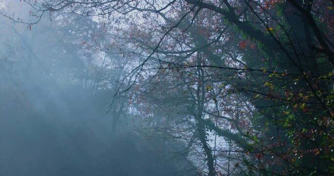 Tree branches in a leafless forest in silhouette with sun rays showing through the fog. Cold light.