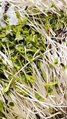 sunflower sprout in green ceranic blow  on old wood table kitchen